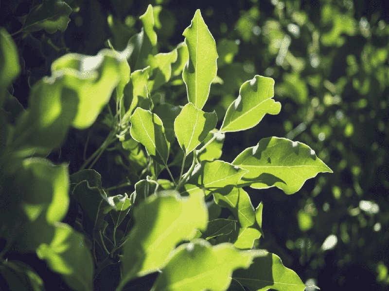 石女可以试管吗,42岁女人试管 危险