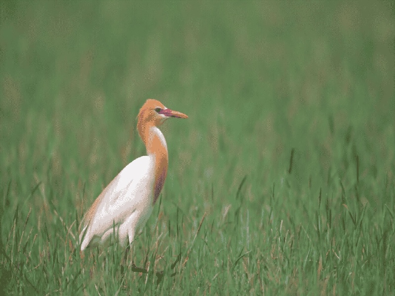 试管排卵情绪不好,试管打针促卵